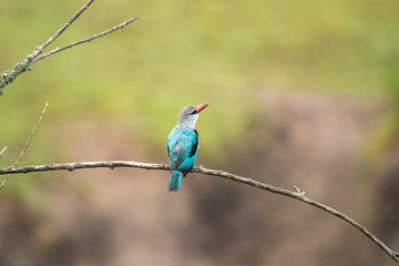 Woodland Kingfisher