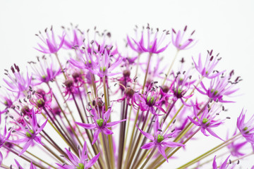 close-up of blooming violet blossoms of a garden leek (Allium)