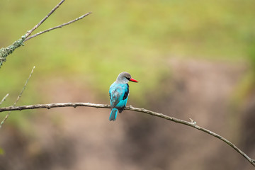 Woodland Kingfisher