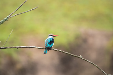 Woodland Kingfisher