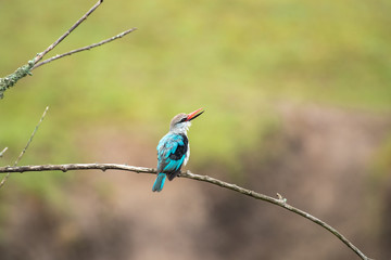 Woodland Kingfisher