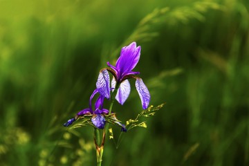 Wild iris flower in grass in mountain meadow.