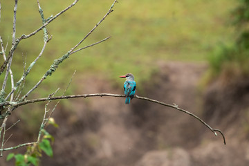 Woodland Kingfisher