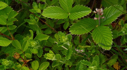 Fototapeta na wymiar wild strawberry in a natural environment