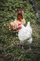 Coq majestueux au plumage blanc