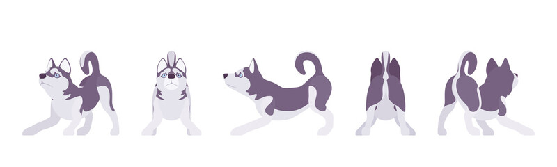 Husky dog playing. Northern sled, medium size compact Siberian breed, cute family companion for active fun and home security. Vector flat style cartoon illustration, white background, different views