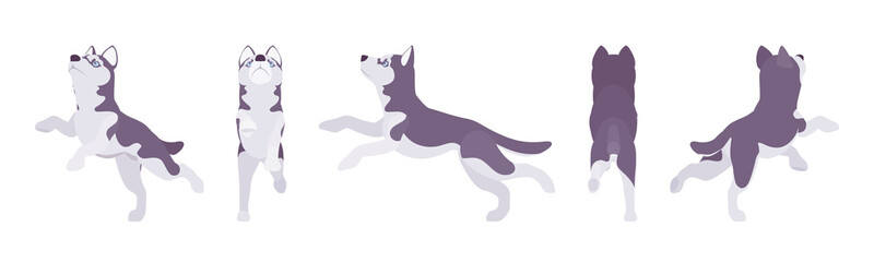 Husky dog jumping. Northern sled, medium size compact Siberian breed, cute family companion for active fun and home security. Vector flat style cartoon illustration, white background, different views