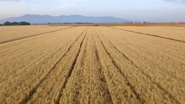 Campo di farro, anche detto triticum. Il pi&ugrave; antico tipo di frumento coltivato