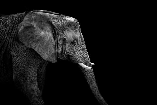 Mochrome portrait elephant