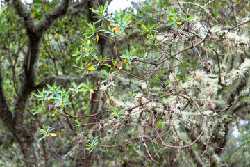 Tropical plants on the way to Kilimanjaro mountain