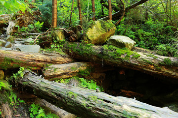 The moss covered rocks and fallen trees an ancient woodland. fallen trees in the woods covered with moss