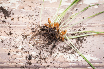 Sprouted Organic Fresh Green Wheat Grass in soil. Triticum aestivum. Healthy concept. 
