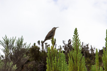 Small bird on the bush branch