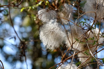 Nice hairy white flowers with green leaves and branches on the colorful background