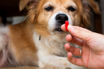 woman hand holding pills and close-up medicine and medications that are important in dogs. blurred...