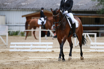 Horse, dressage horse, in a dressage test in close-up..