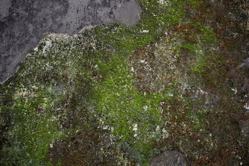 Old gray stone wall with green moss texture background