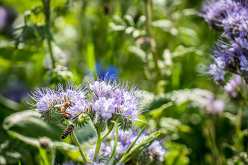 Bienentrachtpflanze Bienenweide