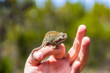 Little chameleon on hand posing