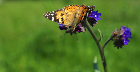 Close-up of a butterfly on a blue flower, green blurry background (Common butterfly tiger)