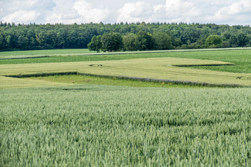 Getreideanbau im Frühjahr