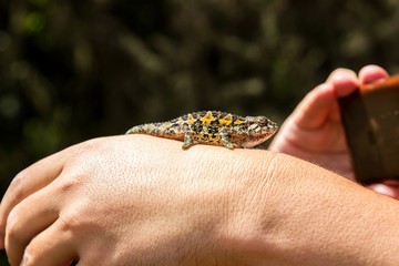 Little chameleon on hand posing