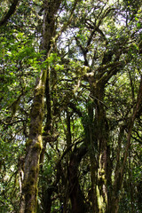 Tropical forest on trek to Kilimanjaro, Africa