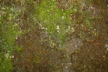 Old gray stone wall with green moss texture background