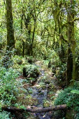 Tropical forest on trek to Kilimanjaro, Africa