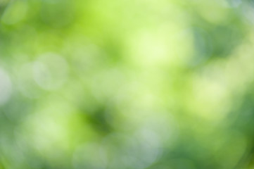 Obraz premium Blurred soft summer background of green leaves with bokeh effect.