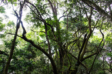 Tropical forest on trek to Kilimanjaro, Africa