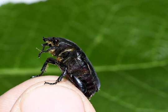 Beetle Brantovka Green Fingers