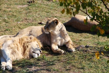 Pride of lions. A lion with a magnificent mane and a few lionesses lies on the ground and rests. Africa, travel, tourism, nature, safari, animals and wildlife concept.