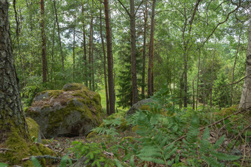 huge stones in scandinavian woods