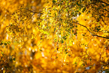 Falling autumn birch leaves