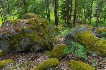 Fototapeta na wymiar huge stones in scandinavian woods