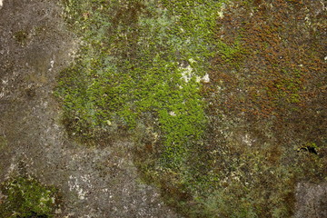 Old gray stone wall with green moss texture background