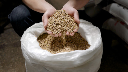 Master brewer with barley seeds in his hands.