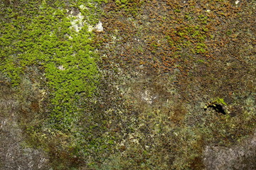 Old gray stone wall with green moss texture background