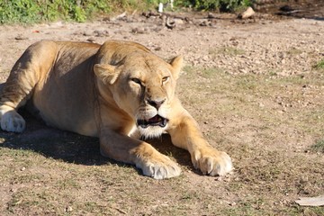 Angry lioness lies on the ground and growls. Africa, travel, tourism, nature, safari, animals and wildlife concept.