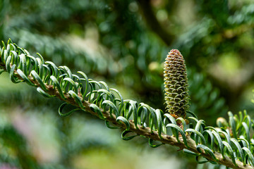 Molodaf greenish bump on branch Abies koreana Silberlocke - spruce with twisted silver needles on blurred green background. Selective focus. Nature concept for design.