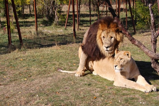 An adult lion with a luxurious golden brown mane mates with a lioness. Pride of lions. Africa, travel, tourism, family, nature, safari, animals and wildlife concept.