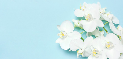 Naklejka na ściany i meble Beautiful White Phalaenopsis orchid flowers on pastel blue background top view flat lay. Tropical flower, branch of orchid close up. Orchid background. Holiday, Women's Day, Flower Card, beauty