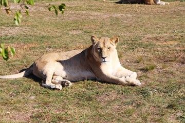 Naklejka na ściany i meble A big beautiful lioness lies and rests on the ground. Africa, travel, tourism, nature, safari, animals and wildlife concept.