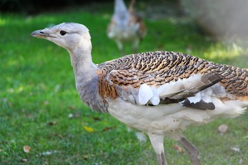 Male Great bustard (Otis tarda) with spotted plumage walks on the grass. Close up view of bird. Autumn, freedom, birds, animals and wildlife, travel and tourism concept.