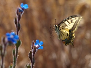 Mariposas de España, Macaon en vuelo