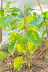 Eggplants growing in the greenhouse.  vegetable rows. farming, agriculture.