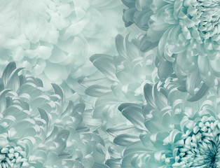 chrysanthemum flowers. light  turquoise  background. floral collage. flower composition. Close-up. Nature.