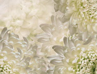 chrysanthemum flowers. white and green  background. floral collage. flower composition. Close-up. Nature.