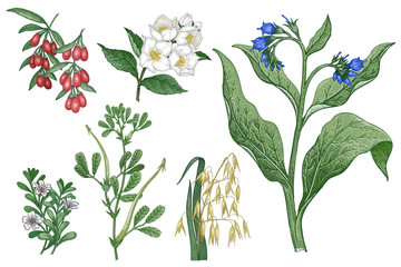 Reihe von medizinischen Pflanzen. Hafer, Goji, Beinwell, Bockshornklee, Brahmi, Jasmin. © marinavorona